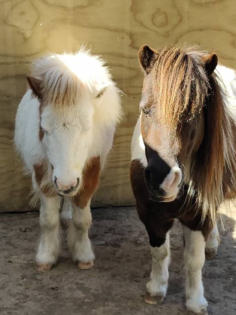 Mini Ha Ha Horse Haven